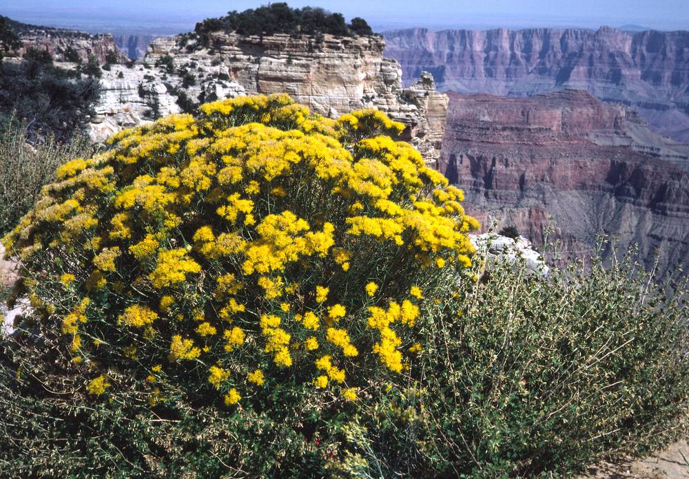Sept. 17, 1981 - North Rim of the Grand Canyon, Arizona.<br />At Cape Royal.