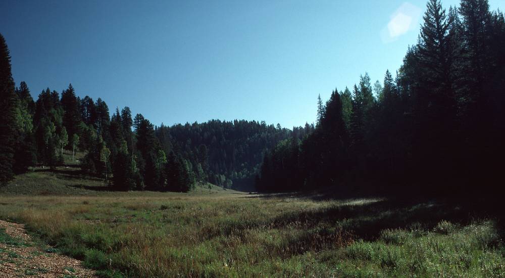 Sept. 18, 1981 - North Rim of the Grand Canyon, Arizona.<br />Views along the access road as we leave for the South Rim.