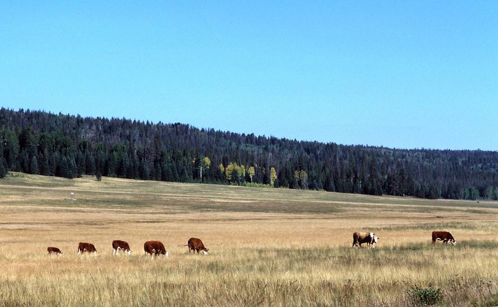 Sept. 18, 1981 - North Rim of the Grand Canyon, Arizona.<br />Views along the access road as we leave for the South Rim.