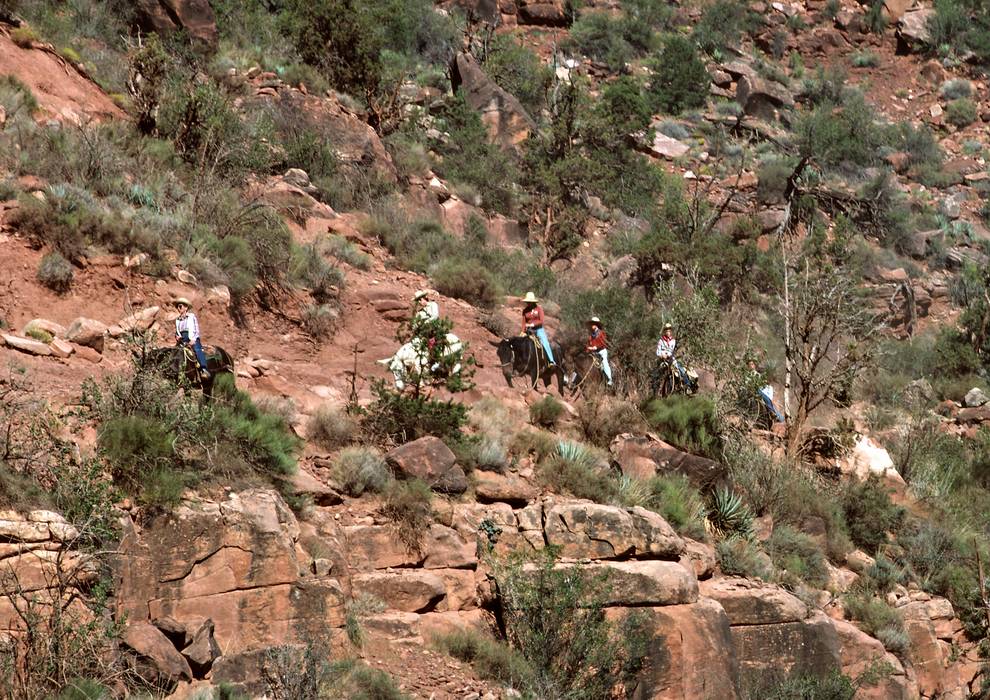 Sept. 19, 1981 - South Rim of the Grand Canyon, Arizona.<br />A short walk down and back along Bright Angel Trail.<br />A mule train going down the trail.