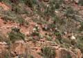 Sept. 19, 1981 - South Rim of the Grand Canyon, Arizona.<br />A short walk down and back along Bright Angel Trail.<br />A mule train going down the trail.