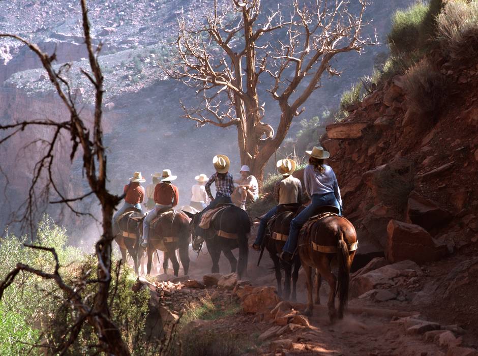 Sept. 19, 1981 - South Rim of the Grand Canyon, Arizona.<br />A short walk down and back along Bright Angel Trail.<br />The tail end of the group of mule riders.