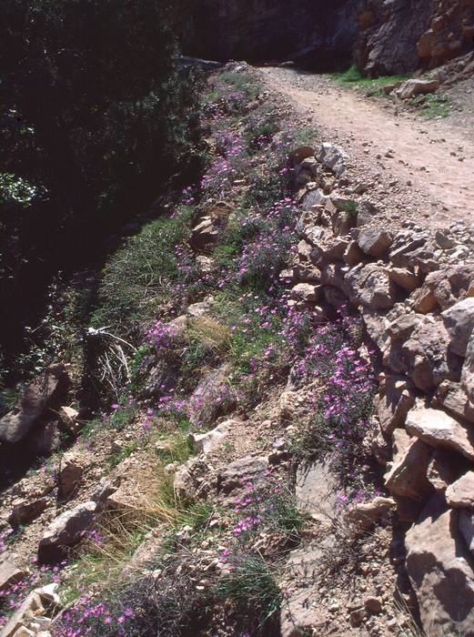 Sept. 19, 1981 - South Rim of the Grand Canyon, Arizona.<br />A short walk down and back along Bright Angel Trail.