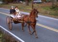 Oct. 3, 1981 - North Andover, Massachusetts.<br />Carriage parade.