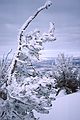 Jan. 22, 1982 - Heavenly Valley Ski Area, California.