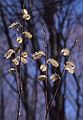 April 20, 1982 - North Andover, Massachusetts.<br />Pussy willow.