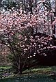 April 29, 1982 - North Andover, Massachusetts.<br />Magnolia tree in bloom in my neighbor's (the Arrigos) yard.