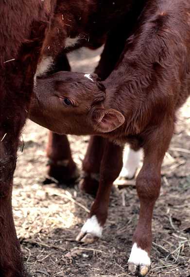 May 1, 1982 - Sturbridge Village, Massachusetts.
