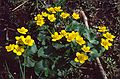 May 2, 1982 - Gales Ferry, Connecticut.<br />Flowers in the Uldis and Edite's garden.
