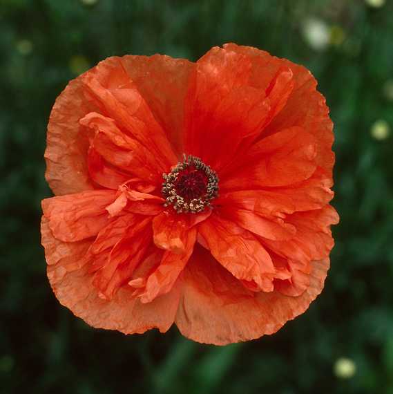 June 13, 1982 - Visiting the Arnolds and Velta in Gloucester, Massachusetts.<br />Poppy.