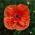June 13, 1982 - Visiting the Arnolds and Velta in Gloucester, Massachusetts.<br />Poppy.