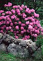 June 13, 1982 - Manchester by the Sea, Massachusetts.<br />Rhododendron in Mirdza's garden.