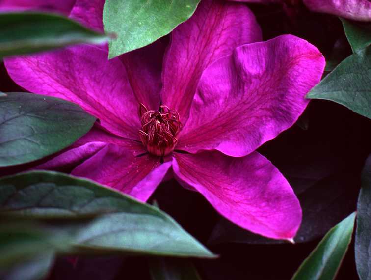 June 13, 1982 - Manchester by the Sea, Massachusetts.<br />Clematis in Mirdza's garden.