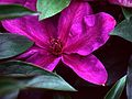 June 13, 1982 - Manchester by the Sea, Massachusetts.<br />Clematis in Mirdza's garden.