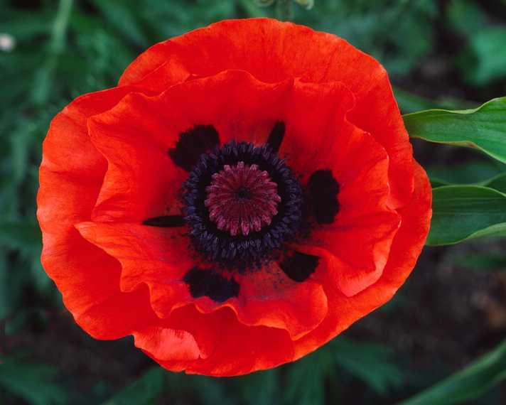 June 13, 1982 - Manchester by the Sea, Massachusetts.<br />Poppy in Mirdza's garden.