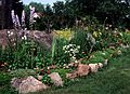 July 17, 1982 - Manchester by the Sea, Massachusetts.<br />Mirdza's flower garden.