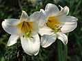July 17, 1982 - Manchester by the Sea, Massachusetts.<br />Lilies in Mirdza's garden.