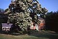 July 18, 1982 - River Road, Merrimac, Massachusetts.<br />A catalpa tree.