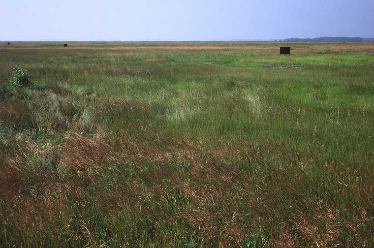 July 18, 1982 - Plum Island, Massachusetts.<br />Marsh with green-head fly traps.