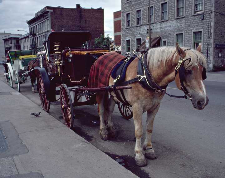 August 11, 1982 - Montreal, Quebec, Canada.