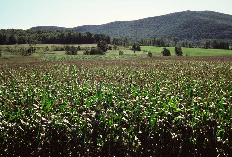 August 28, 1982 - Vermont Bicycle Touring trip out of Dorset, Vermont.<br />Corn field at Pawlet.