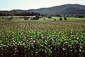 August 28, 1982 - Vermont Bicycle Touring trip out of Dorset, Vermont.<br />Corn field at Pawlet.