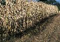 Oct. 16, 1982 - North Andover, Massachusetts.<br />Barker farm.