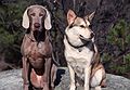 April 2, 1983 - Gloucester, Massachusetts.<br />Juris' dogs Lotus and Rascal.