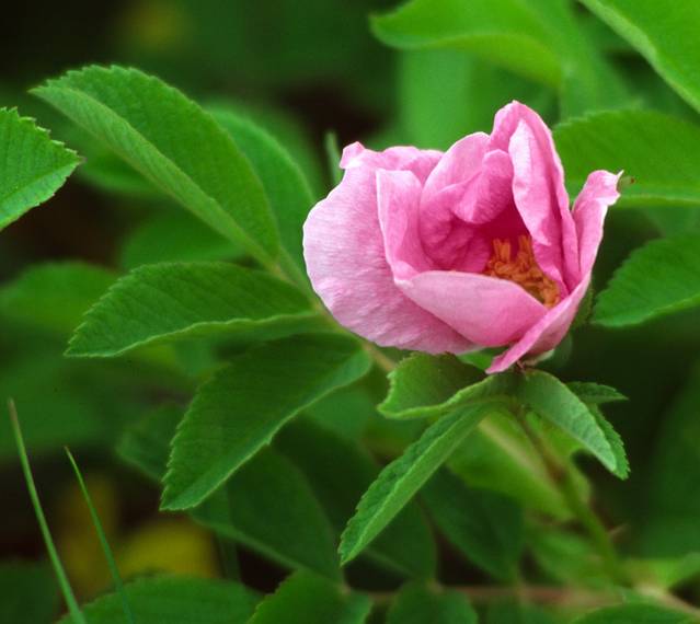 June 18, 1983 - Acadia National Park, Mount Desert Island, Maine.<br />A wild rose.