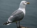 June 18, 1983 - Acadia National Park, Mount Desert Island, Maine.<br />A seagull.