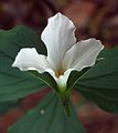 May 20, 1984 - Merrimac, Massachusetts.<br />A white trillium.