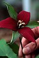 May 20, 1984 - Merrimac, Massachusetts.<br />A dark red trillium.