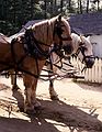 July 22, 1984 - Sturbridge Village, Massachusetts.