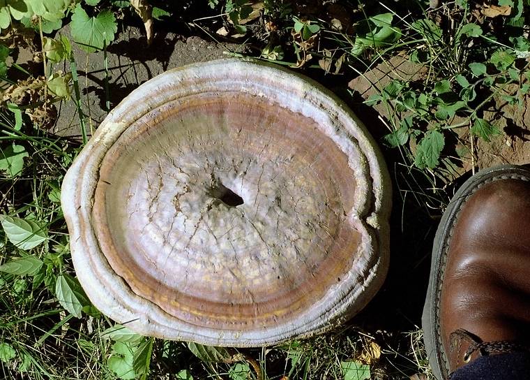 Sept 2? 1984 - Merrimac, Massachusetts.<br />A big mushroom like (but hard, like wood) thing that Melody found next to my size 9 shoe.