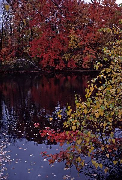 October, 1984 - North Andover, Massachusetts.<br />Appalachian Mountain Club hike.<br />Stevens Pond.