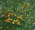 May 7, 1984 - Point Reyes National Seashore Visitor Center and Miwok Indian Village, California.<br />Poppies, the California state flower.