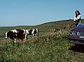 May 7, 1984 - Point Reyes National Seashore, California.<br />Cows eyeing the tourists or is it the other way around?<br />Joyce.