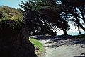 May 7, 1984 - Point Reyes National Seashore, California.<br />Wind deformed trees.