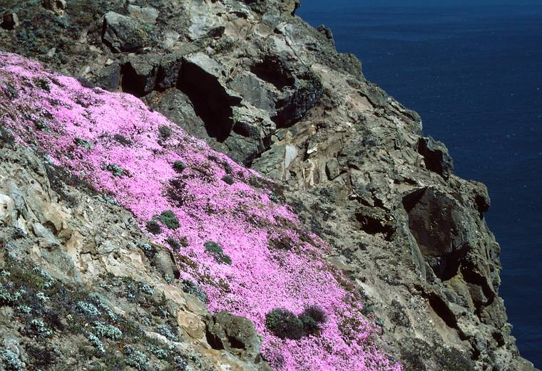 May 7, 1984 - Point Reyes National Seashore, California.