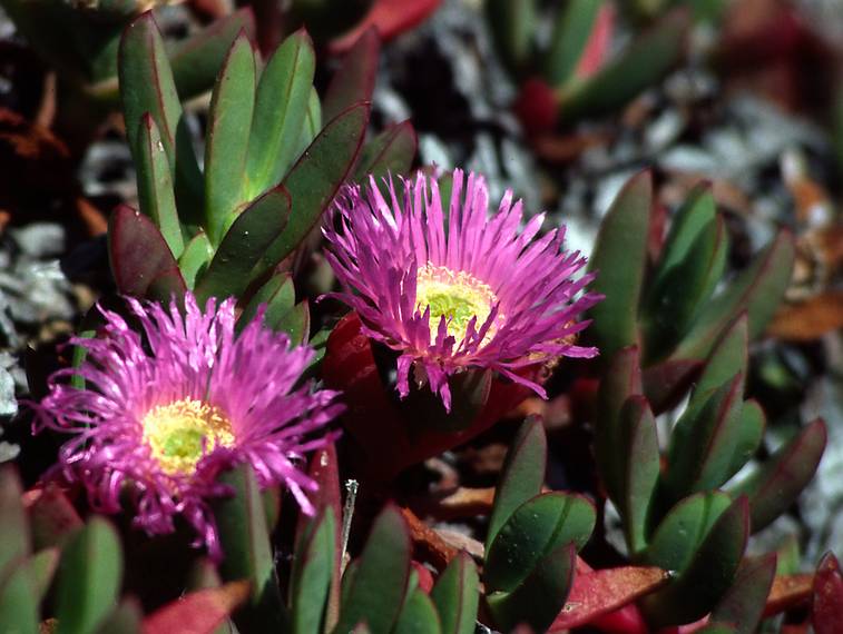 May 7, 1984 - Point Reyes National Seashore, California.