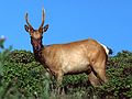 May 7, 1984 - Point Reyes National Seashore, California.<br />Deer or elk?