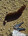 May 7, 1984 - Point Reyes National Seashore, California.<br />Big slug on walk to McClures Beach.