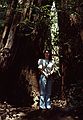 May 8, 1984 - Muir Woods, Marin County, California.<br />Joyce in the shade of redwoods.