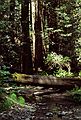 May 8, 1984 - Muir Woods, Marin County, California.<br />A redwood fallen across a stream.