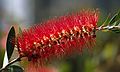 May 9, 1984 - San Francisco, California.<br />A bottle brush flower on Telegraph Hill.