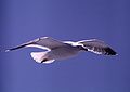 May 9, 1984 - San Francisco, California.<br />Sightseeing boat ride from Pier 39 to Golden Gate Bridge and back.<br />A seagull in the airwake of the boat.