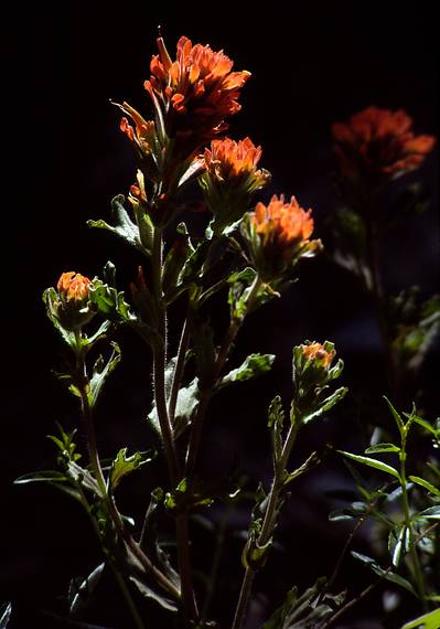 May 11, 1984 - Yosemite Valley in Yosemite National Park.<br />Indian paintbrush.