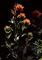 May 11, 1984 - Yosemite Valley in Yosemite National Park.<br />Indian paintbrush.