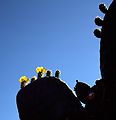 May 12, 1984 - Close up of prickly pear cactus along CA-152 east of US-101.