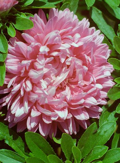 August 22, 1984 - Cape Tormentine? New Brunswick, Canada.<br />Flowers at the ferry terminal?